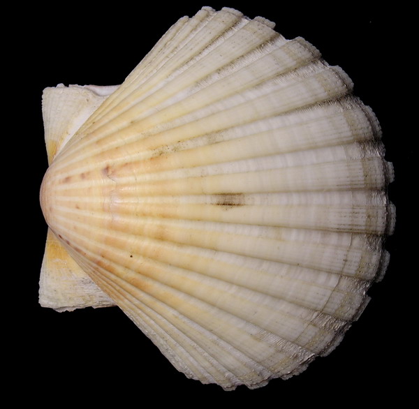 Va bene, parece facil; pero.................................